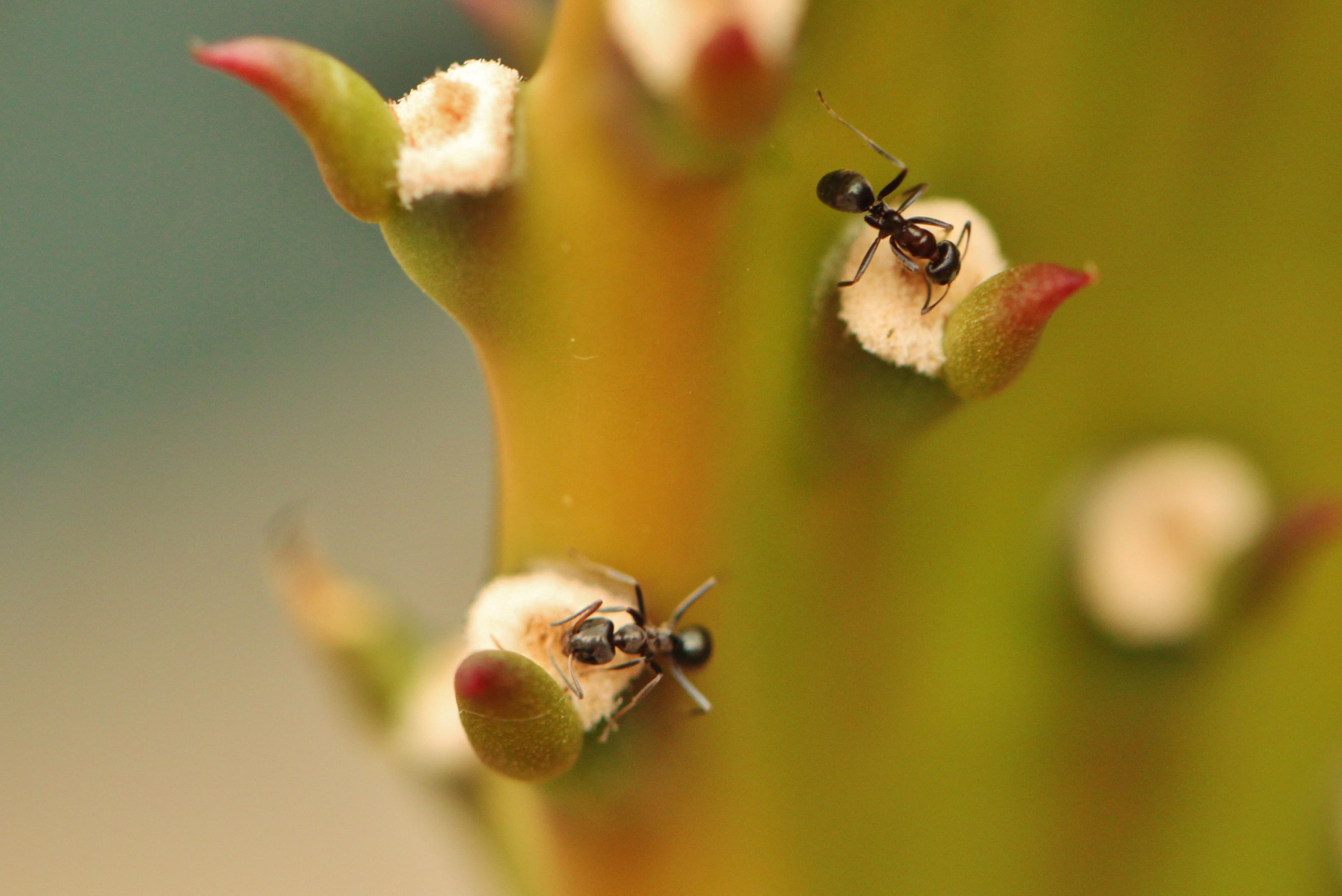 Ants on a Cactus