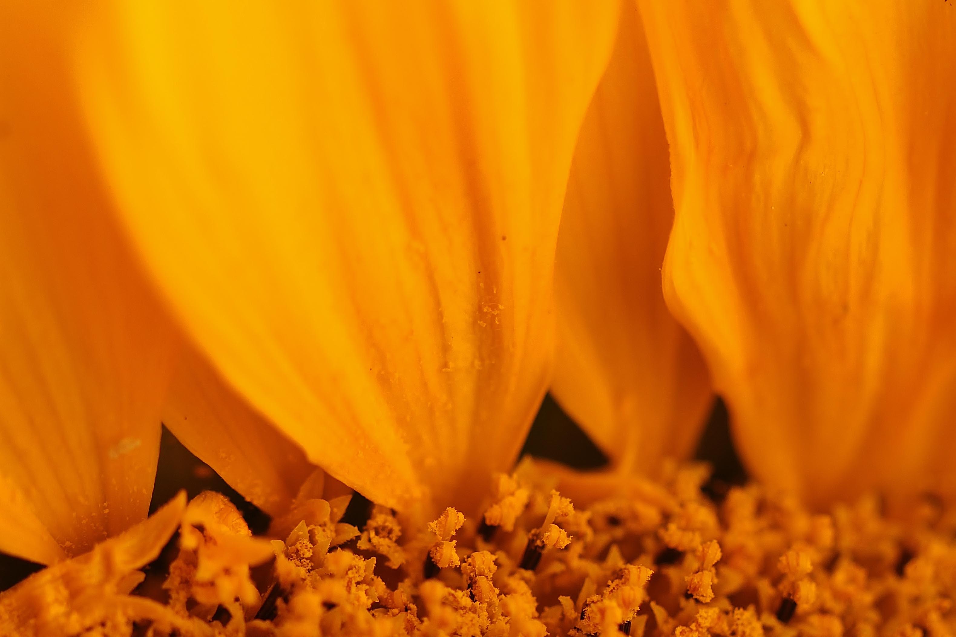 Sunflower Flame