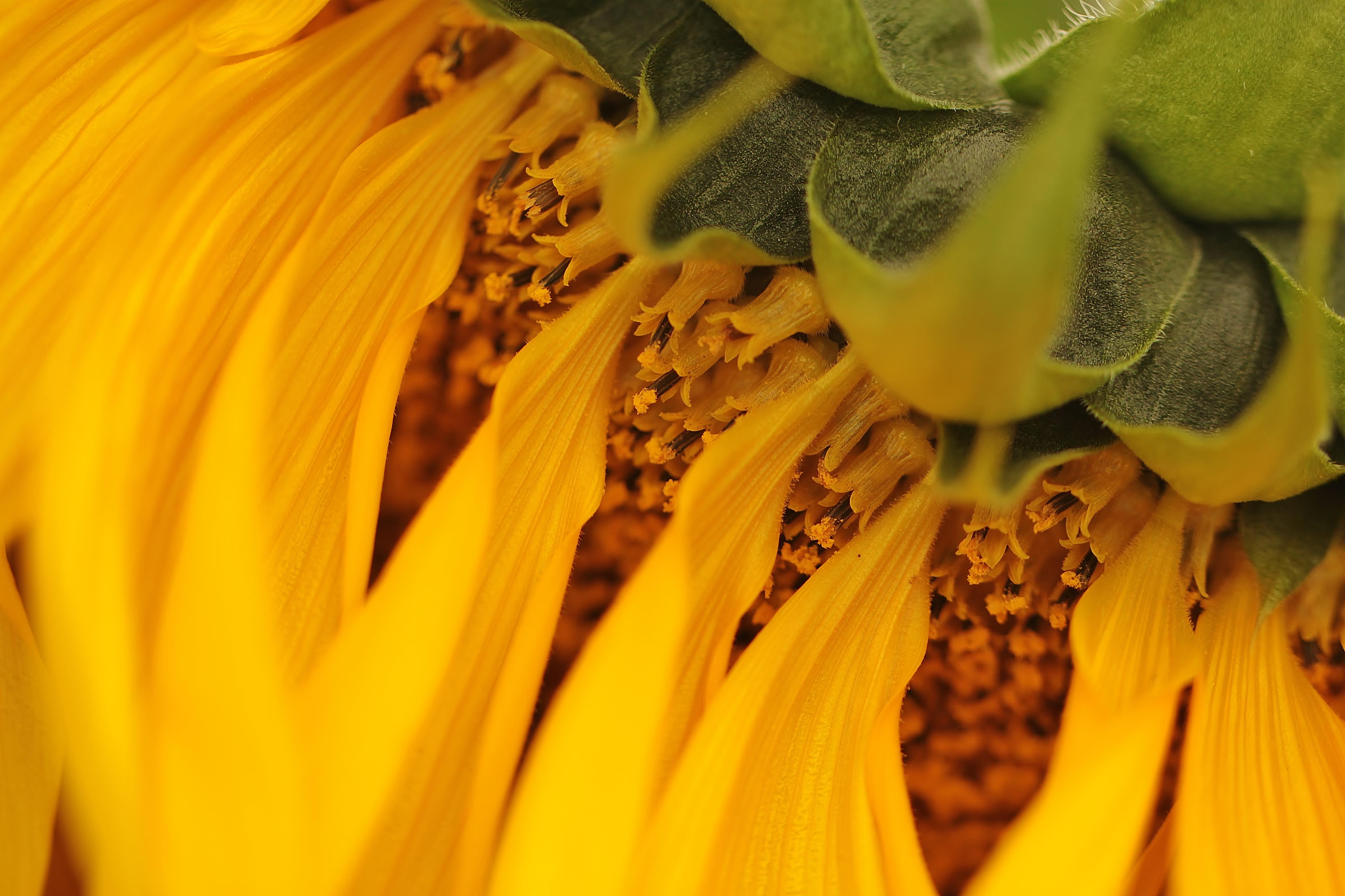 Sunflower Bowing